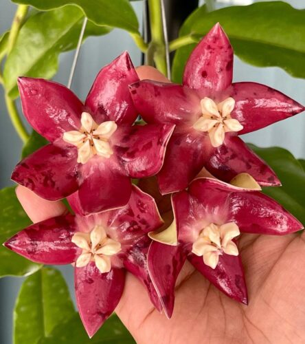 Hoya Imperialis Care and Growing Information 3