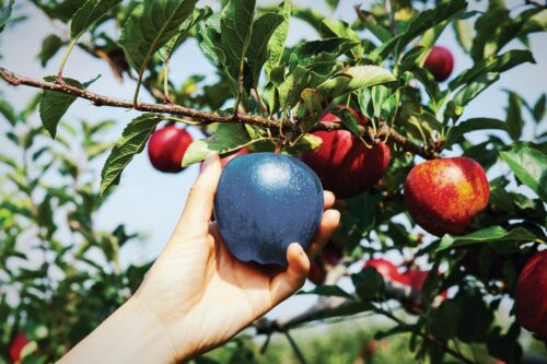 Rare Blue Apple Varieties: Growing and Facts Guide 1