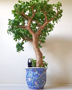 Tips for Growing a Jade Plant into a Tree 3