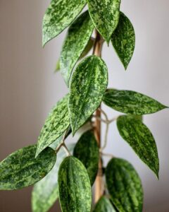 Hoya Rangsan Growing and Care Guide 3