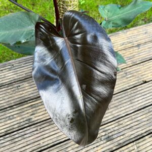 Black Majesty Philodendron Care and Growing Guide 1