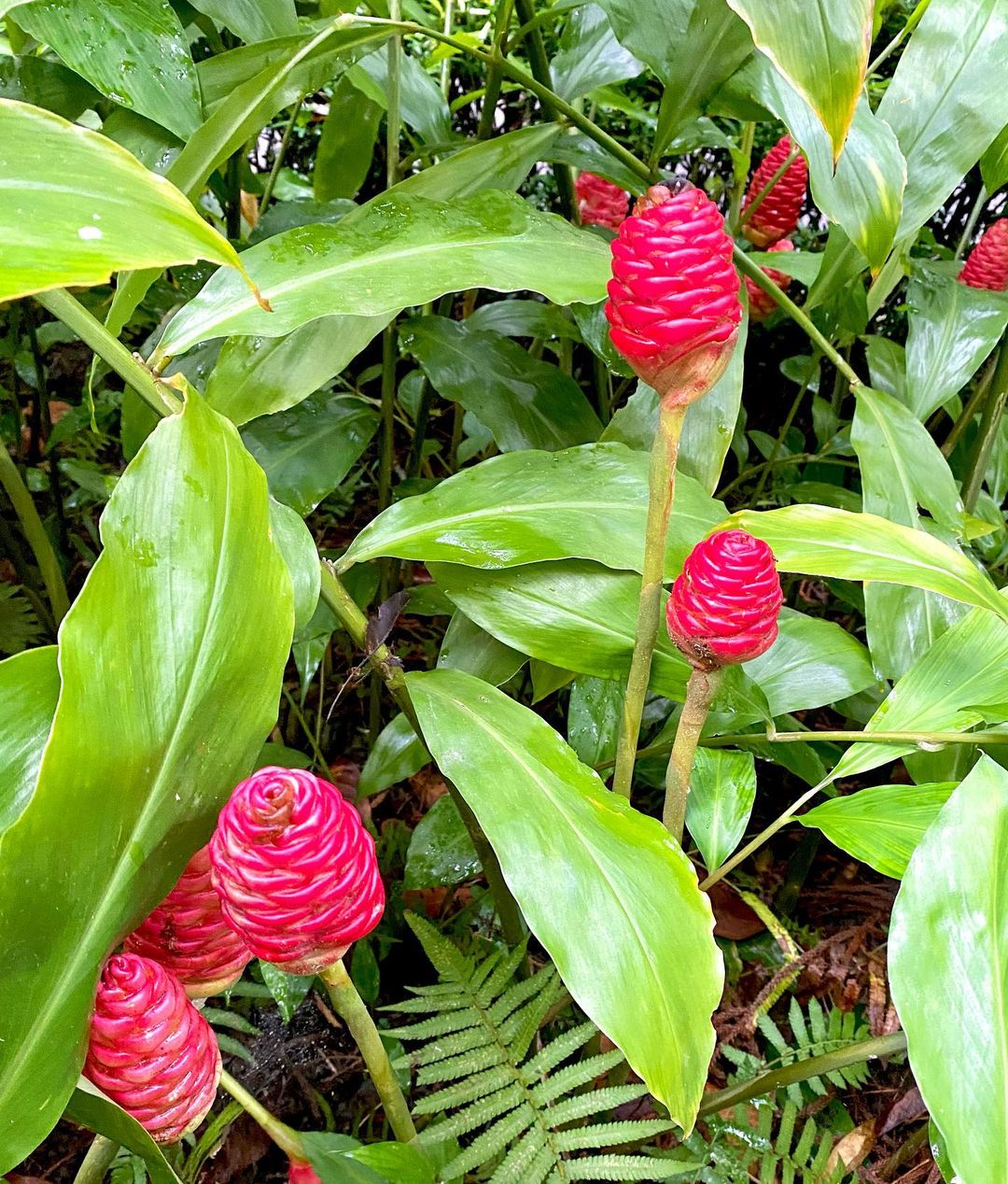 Shampoo Ginger Lily Plant Growing and Care Guide