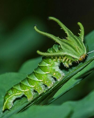 Dragon-Headed Caterpillar Facts and Adventures 3