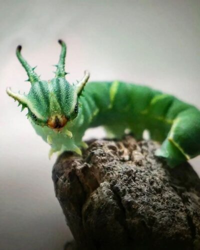 Dragon-Headed Caterpillar Facts and Adventures 1