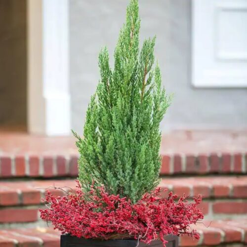 Blue Point Juniper Best Plant for Gardens and Pots 2