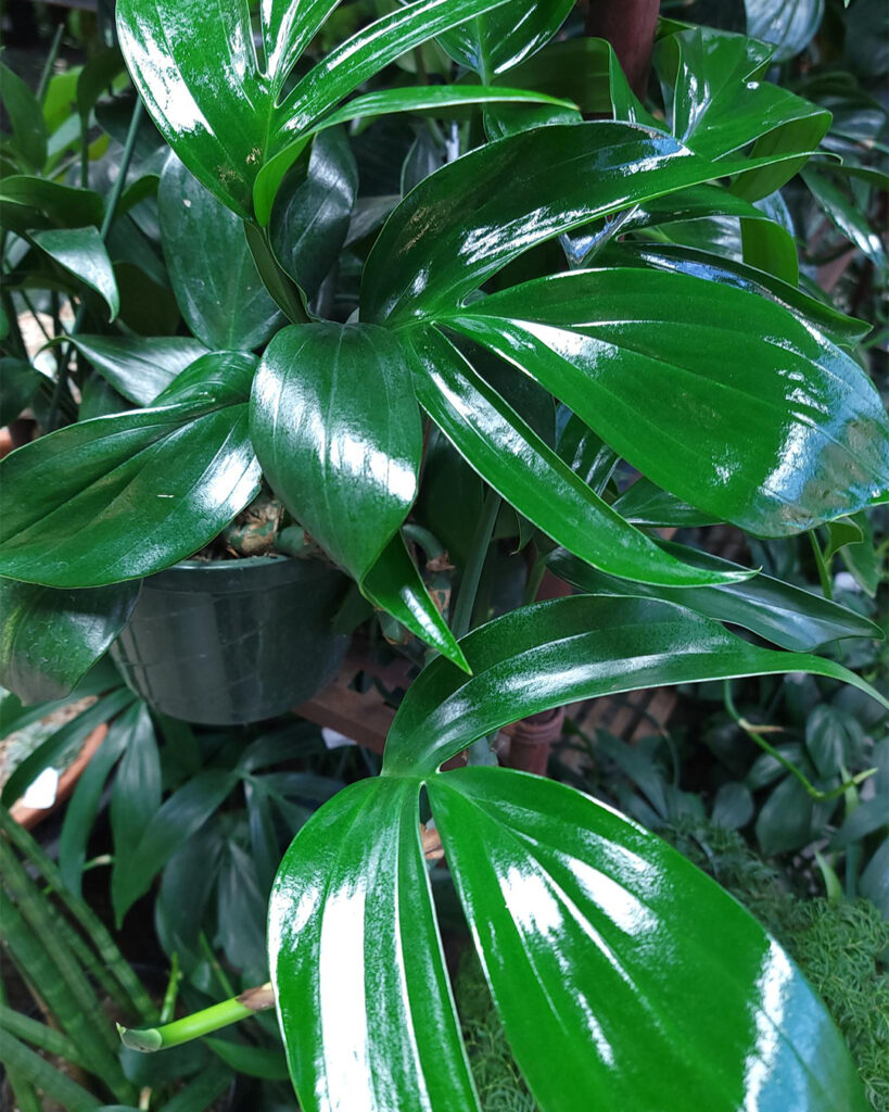 Dragon Tail Philodendron Care and Growing Guide 1