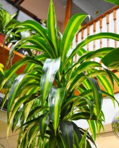 Dracaena Hawaiian Sunshine Care Information 1