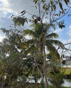 Red Custard Apple Tree Growing and Care Guide 2