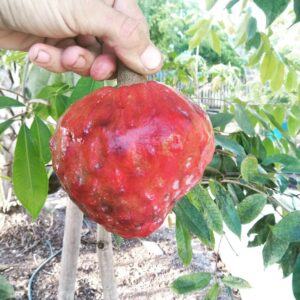 Red Custard Apple Tree Growing and Care Guide 1