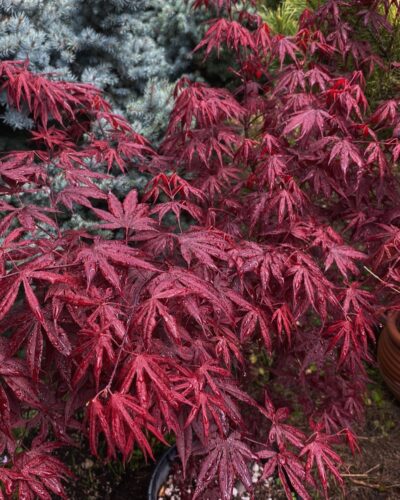 Japanese Maple Fireglow vs. Bloodgood: Differences and Similarities 1