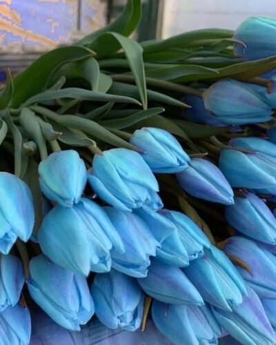 Blue Tulip Meaning and Varieties 4