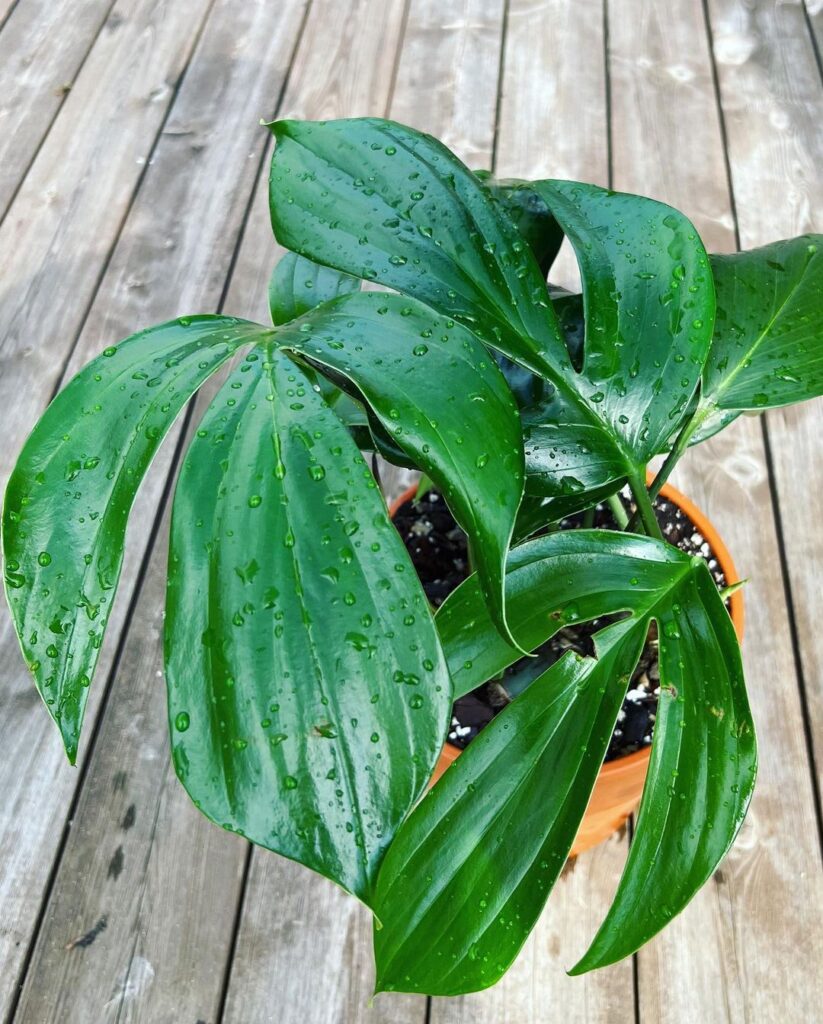 Dragon Tail Philodendron Care and Growing Guide 3