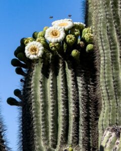 How to Grow and Care for Arizona State Flower 4