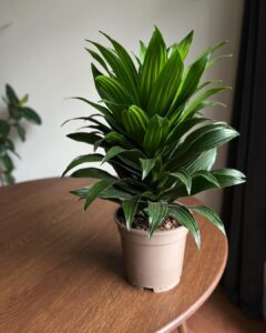 Proven Dracaena Plant Benefits and Growing Tips 1