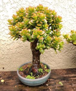 Tips for Growing a Jade Plant into a Tree 2