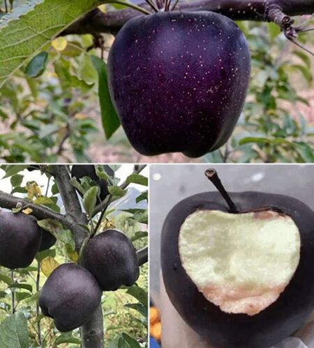 Rare Blue Apple Varieties: Growing and Facts Guide 2