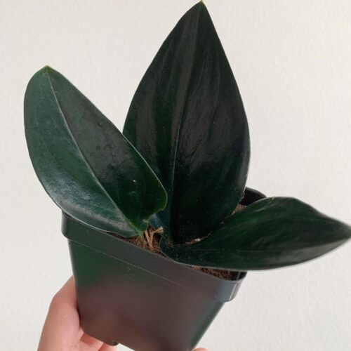 Black Pothos: Scindapsus treubii ‘Dark Form’ Growing Guide 3