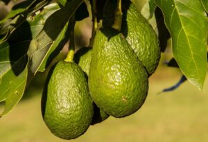 Is Avocado A Vegetable Or Fruit ? Find Out 2