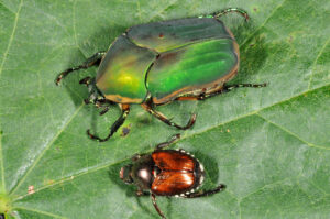 Japanese Beetle vs. June Bug: Similarities and Differences 3