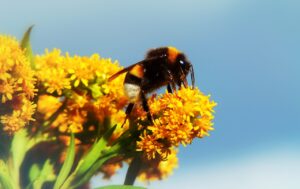 Spiritual Meaning and Symbolism of a Bumblebee 5