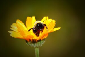 Spiritual Meaning and Symbolism of a Bumblebee 4