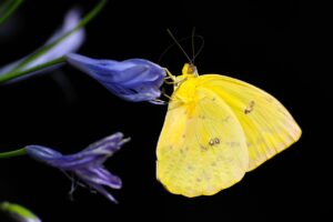 What Does It Mean When a Butterfly Lands on You? Find Out 4