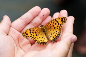 What Does It Mean When a Butterfly Lands on You? Find Out 3