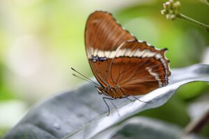 What Does It Mean When a Butterfly Lands on You? Find Out 1