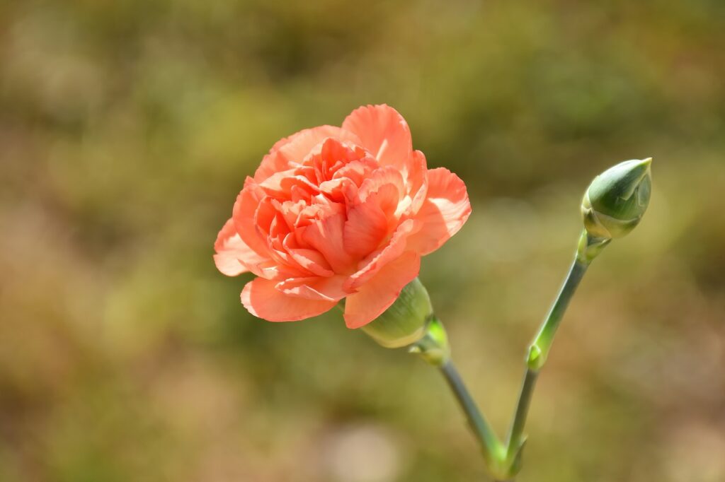 January Birth Month Flowers and Their Meanings 1