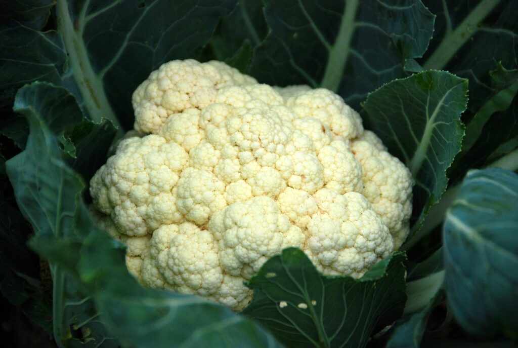 Is Cauliflower Man Made or a Product of Nature? 2