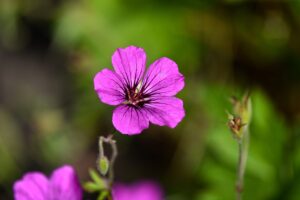 Do Deer Eat Geraniums? Find Tricks to Keep Them Away 1