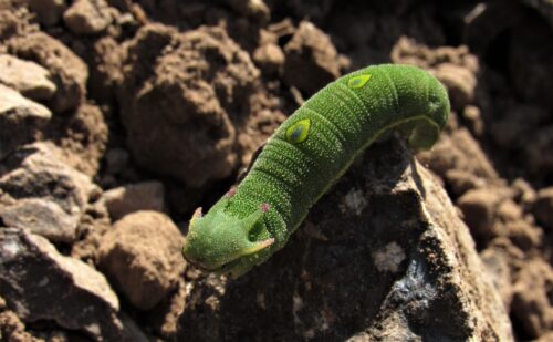 Dragon-Headed Caterpillar Facts and Adventures 2