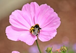 Spiritual Meaning and Symbolism of a Bumblebee 1