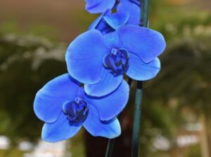 Rare Types of Blue Orchids 1