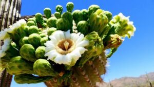 How to Grow and Care for Arizona State Flower 1