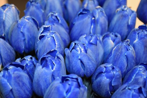 Blue Tulip Meaning and Varieties 1