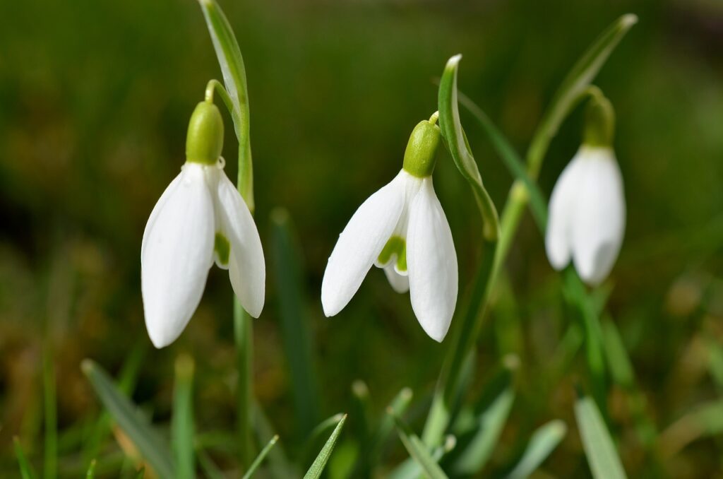 January Birth Month Flowers and Their Meanings 2