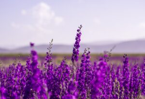 Lavender vs. Lilac: Difference and Similarities 3