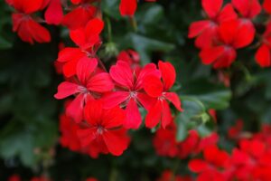 Do Deer Eat Geraniums? Find Tricks to Keep Them Away 3