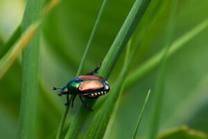 Japanese Beetle vs. June Bug: Similarities and Differences 2