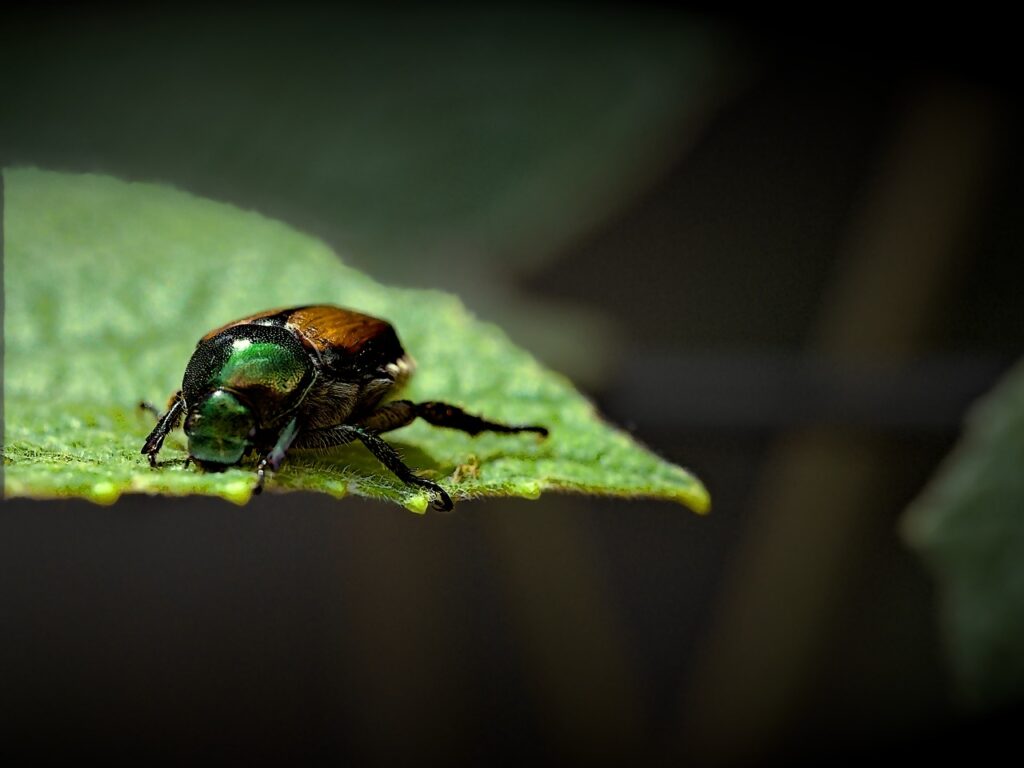 Where Do Japanese Beetles Go at Night 2