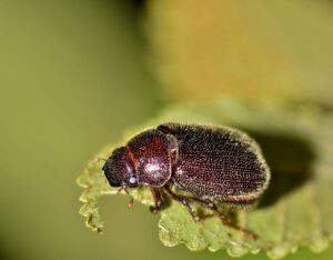 Japanese Beetle vs. June Bug: Similarities and Differences 4