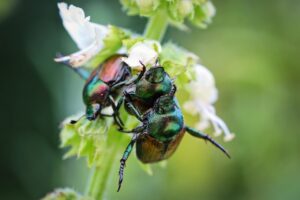 Japanese Beetle vs. June Bug: Similarities and Differences 1