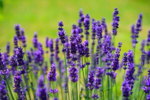 Lavender vs. Lilac: Difference and Similarities 5