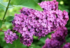 Lavender vs. Lilac: Difference and Similarities 6