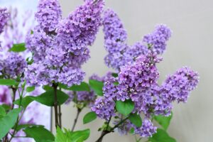 Lavender vs. Lilac: Difference and Similarities 4