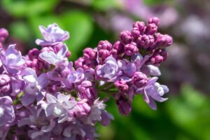 How to Grow and Care for New Hampshire State Flower 2