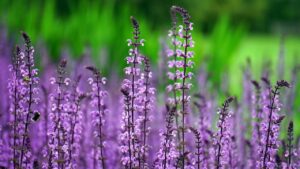 Lavender vs. Lilac: Difference and Similarities 2