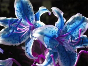 How to Grow Blue Stargazer Lily 1