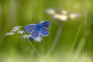 What Does It Mean When a Butterfly Lands on You? Find Out 5